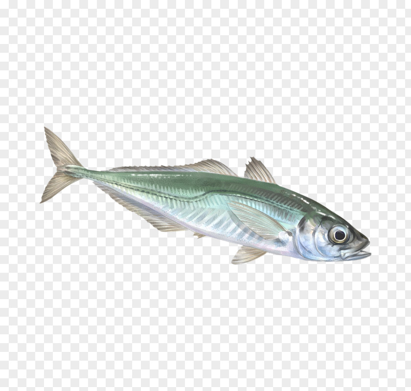 Cherne Altovise Sardine Mackerel Oily Fish Products PNG