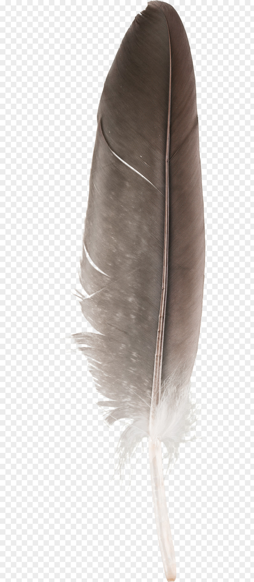 Cockatiel Bird Moulting Pet Pin Feather PNG