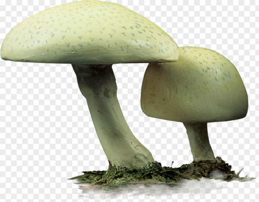 Design Agaricaceae Edible Mushroom PNG
