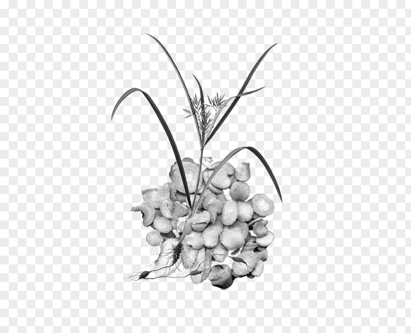 Root Of Herbaceous Peony Black And White Chinese Herbology Photography PNG