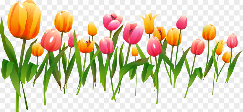 Tulip Vector Graphics Clip Art Picture Frames Floral Design PNG