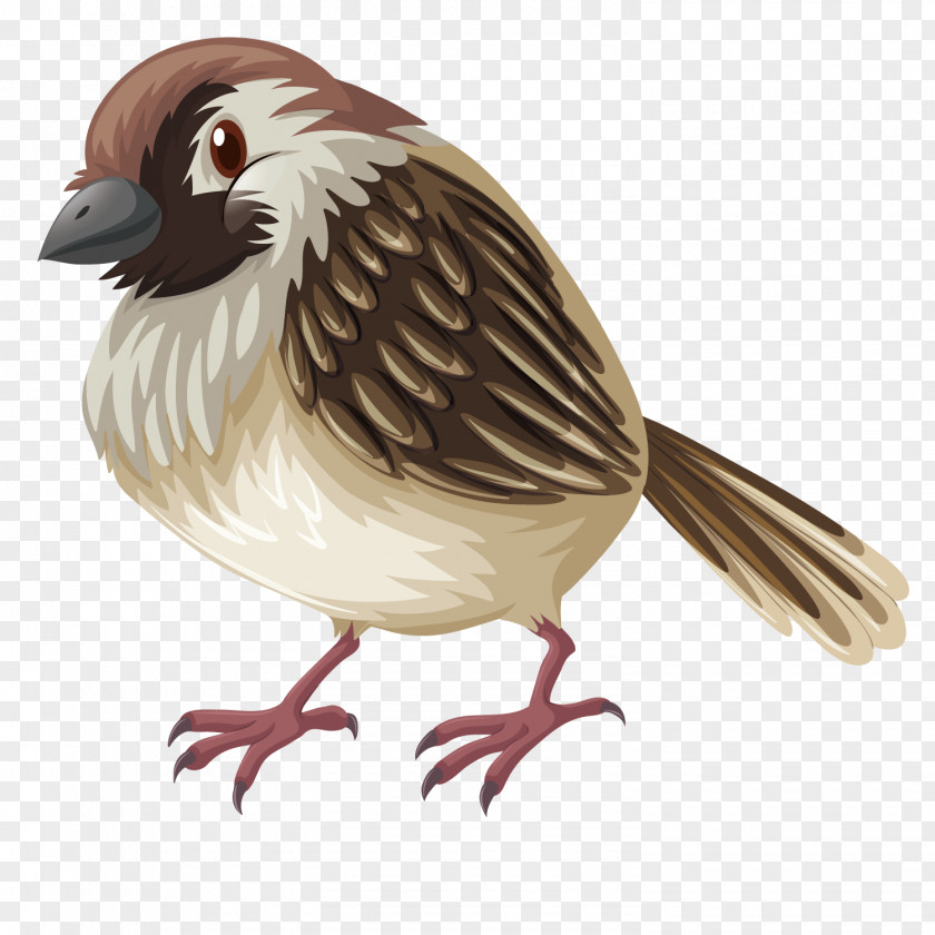 Vector Small Sparrow Bird Drawing Illustration PNG