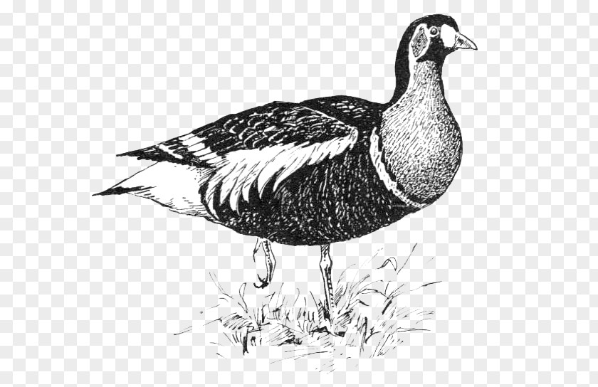 Waterfowl Ducks Geese And Swans Bird Drawing PNG