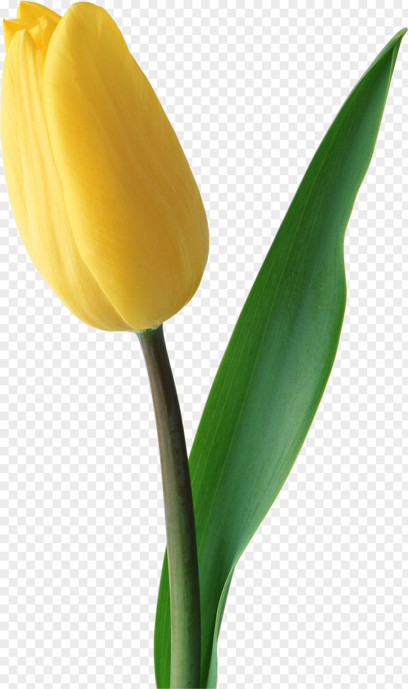 Yellow Tulip Image Netherlands Flower JD.com PNG