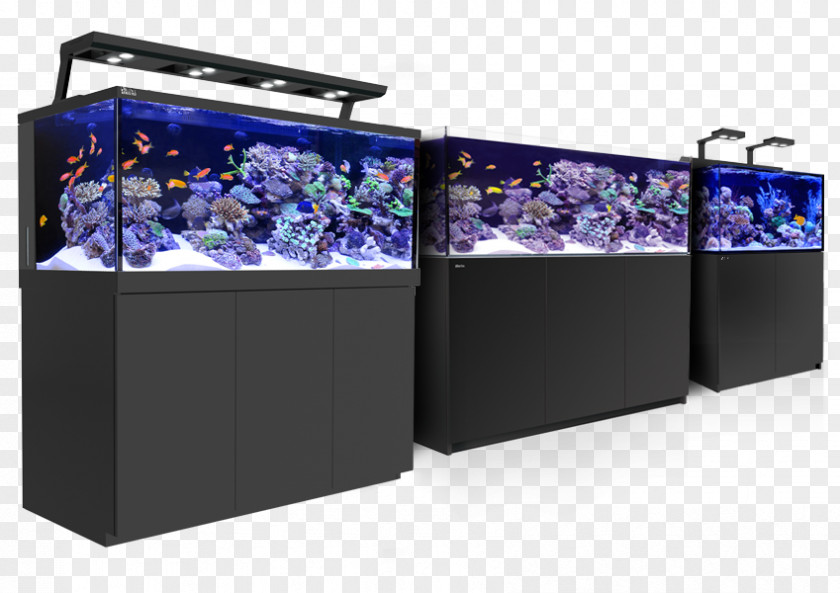 Fish Tank Reef Aquarium Coral Red Sea Aquariums PNG
