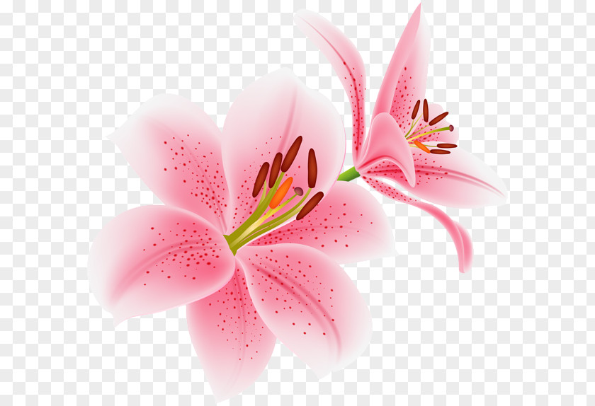 Flower Art Gallery Yopriceville Lily Stock Photography Royalty-free Shutterstock PNG