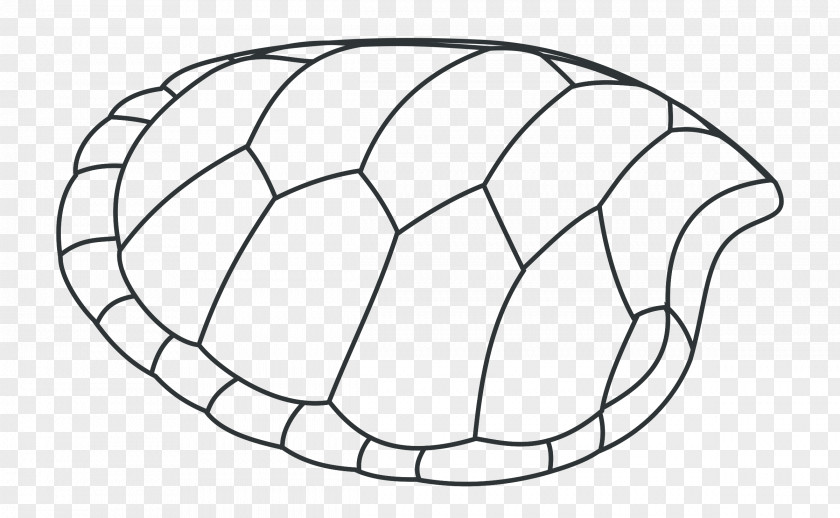 Green Shells Turtle Shell Drawing Tortoise Clip Art PNG