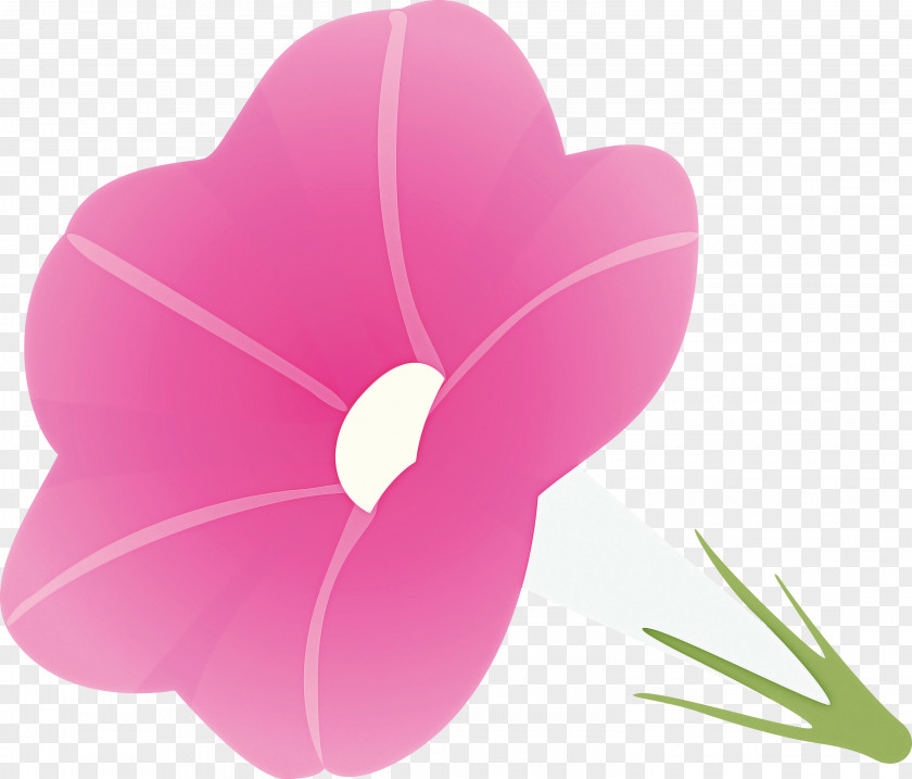 Morning Glory Flower PNG