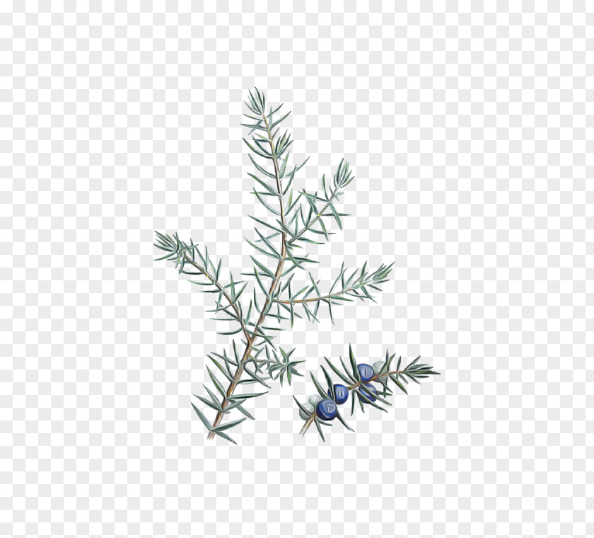 Rosemary PNG