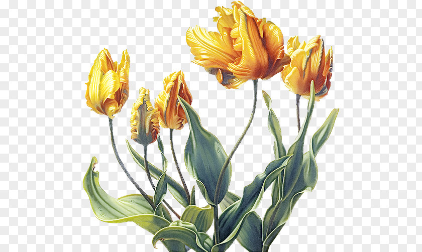 Flower Plant Tulip Yellow Lily Family PNG