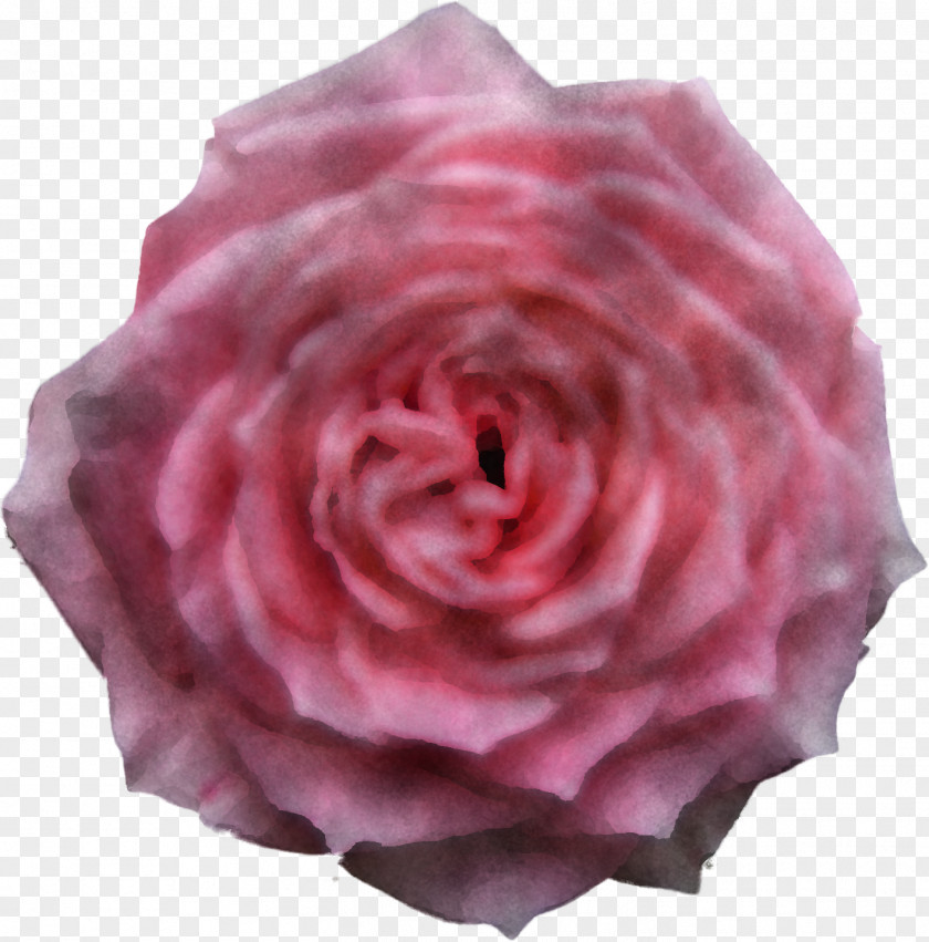 Garden Roses PNG