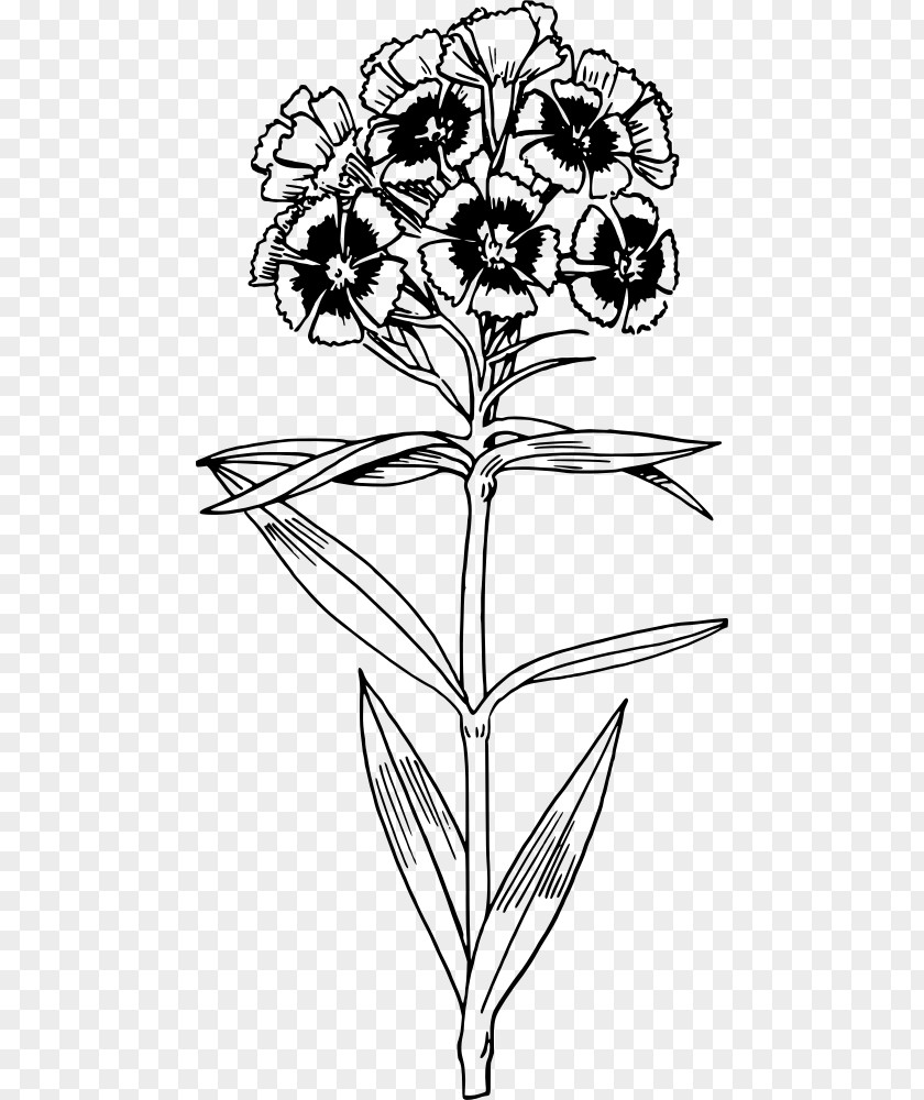Sweet William Dianthus Barbatus Floral Design Drawing Line Art PNG