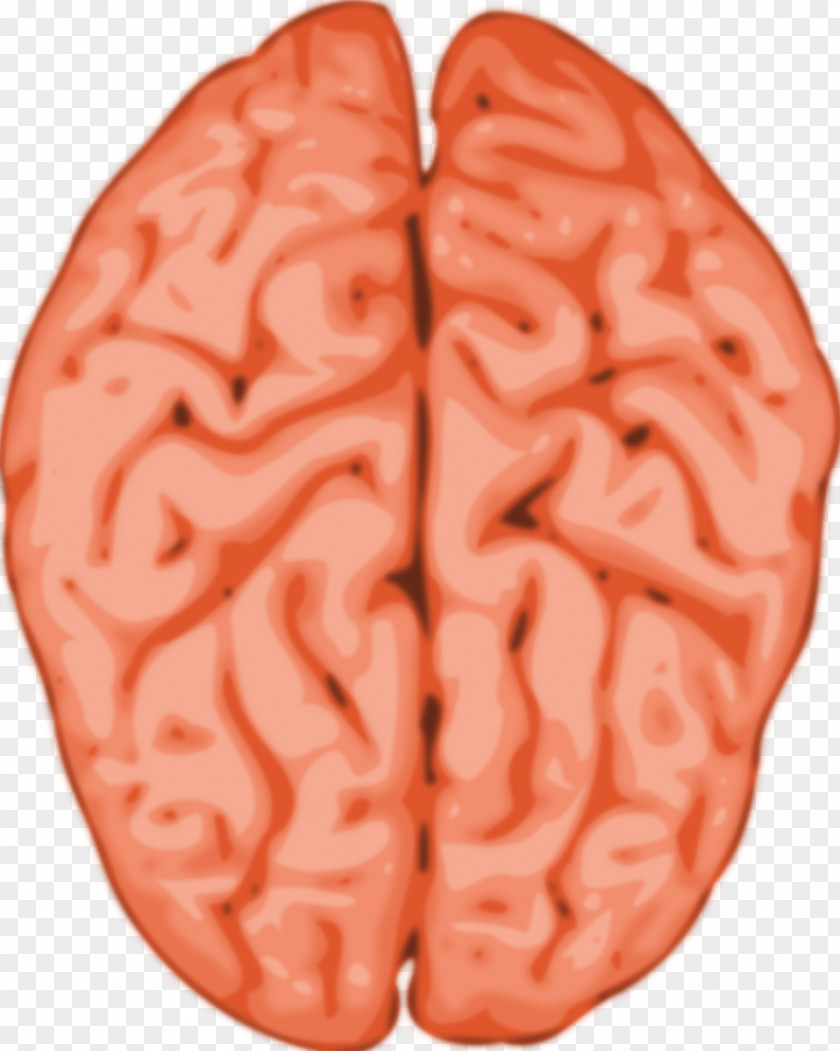 Title Clipart Human Brain Clip Art PNG