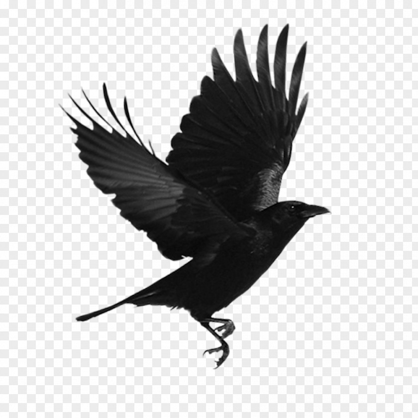 Black Bird PNG