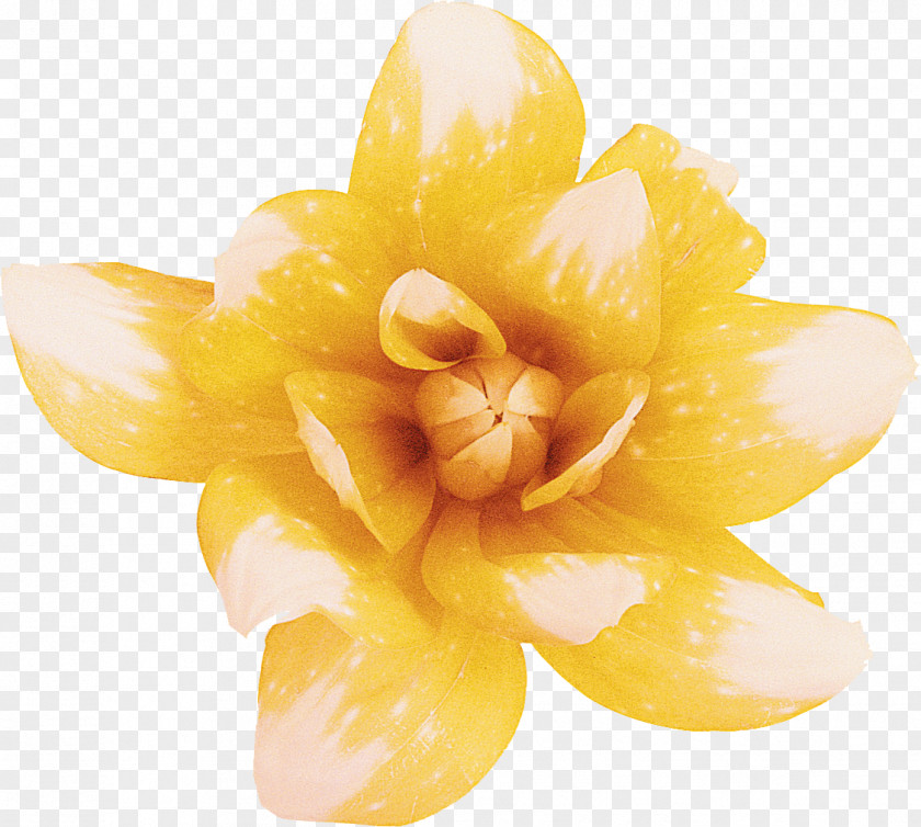 Dahlia Yellow Flower Intersex Human Rights Australia Awareness Day PNG