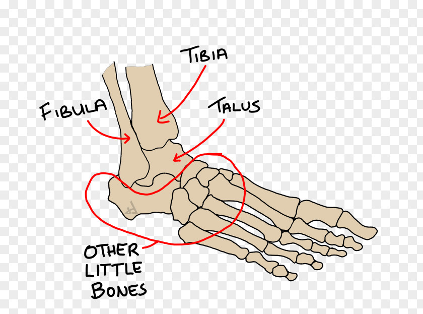 Mid Shoulder Pain Thumb Eversion Inversion Ankle Foot PNG