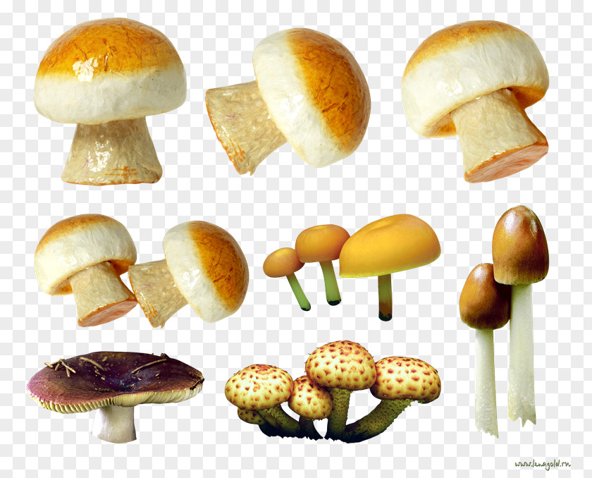 Mushroom Baozi Photography PNG