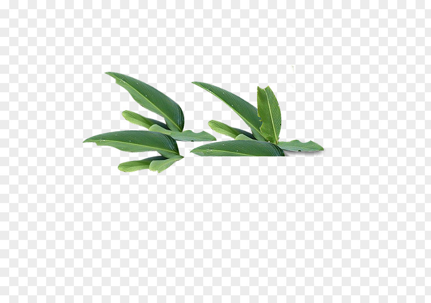 Leaf Green Tree PNG