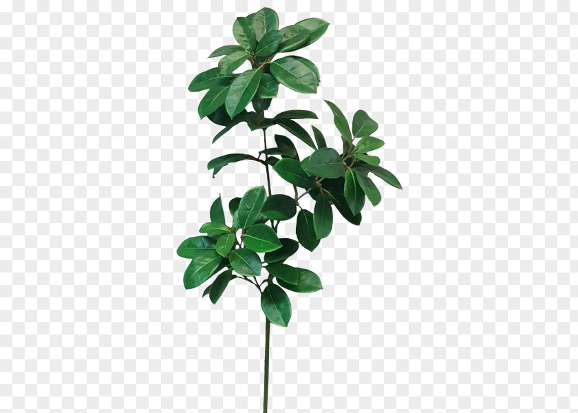 Plant Flowers Material Leaf Shrub Stem Cordyline Camellia PNG