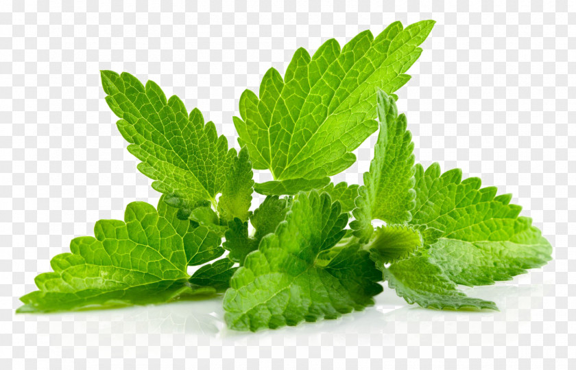 Plant Herb Leaf Peppermint Menthol Patchouli PNG