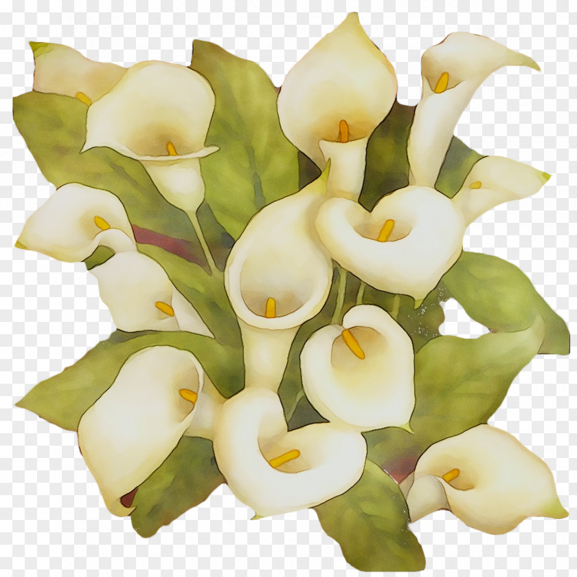 Arum Lilies Cut Flowers Floral Design Flower Bouquet PNG