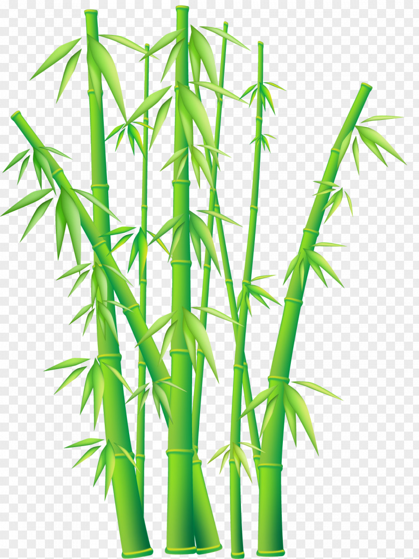 Bamboo File Bambusodae Download Euclidean Vector PNG