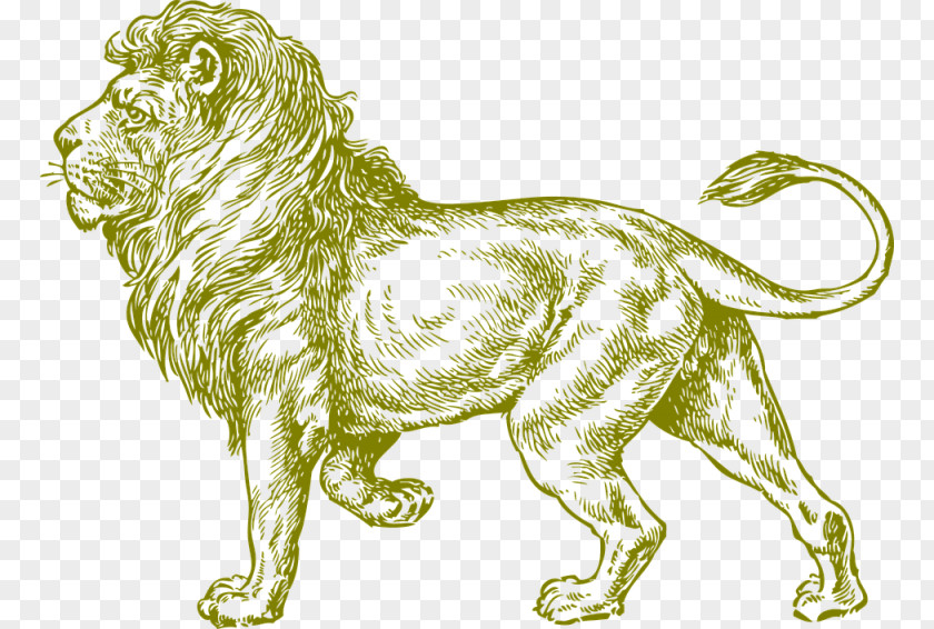 Lion Lionhead Rabbit Drawing Sketch PNG
