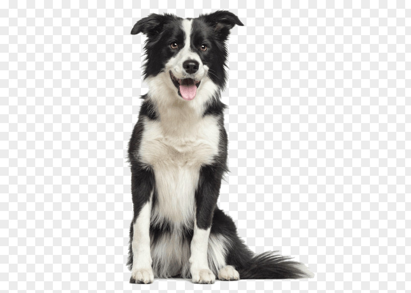 Puppy Border Collie Rough Old English Sheepdog Bearded PNG