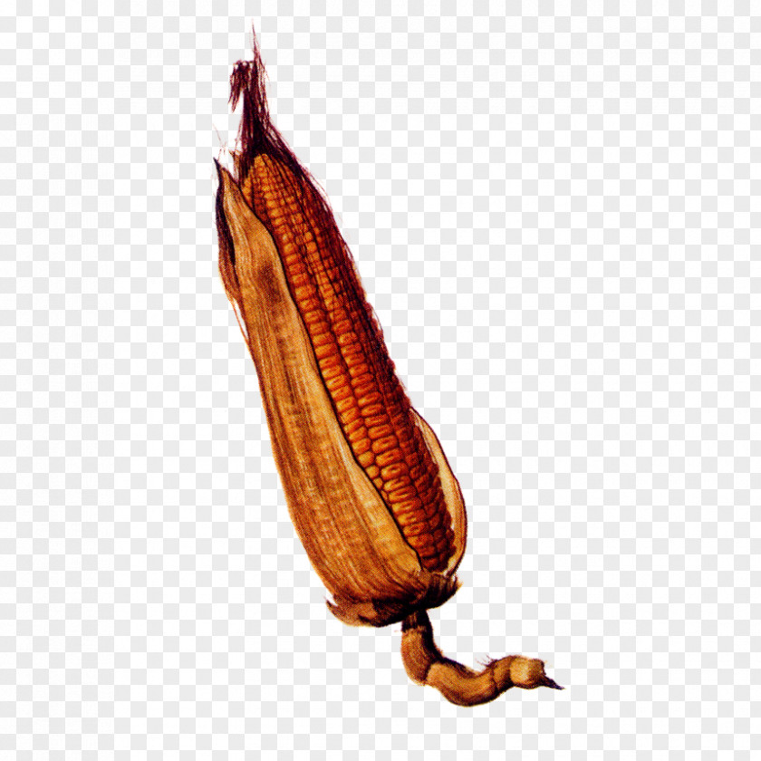 Vegetable Plant Nepenthes PNG