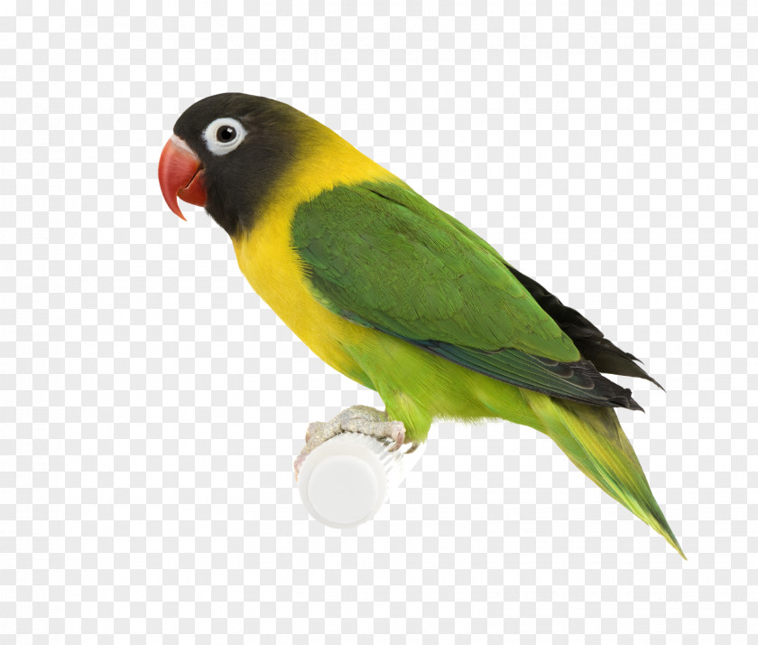Bird Desktop Wallpaper Parakeet PNG