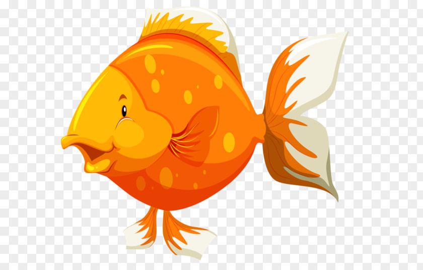 Fish Goldfish Anatomy PNG