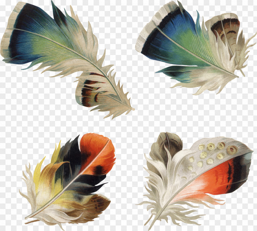 Hand-painted Feathers Feather Photography Clip Art PNG