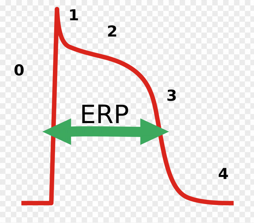 Heart Effective Refractory Period Cardiac Action Potential Repolarization PNG