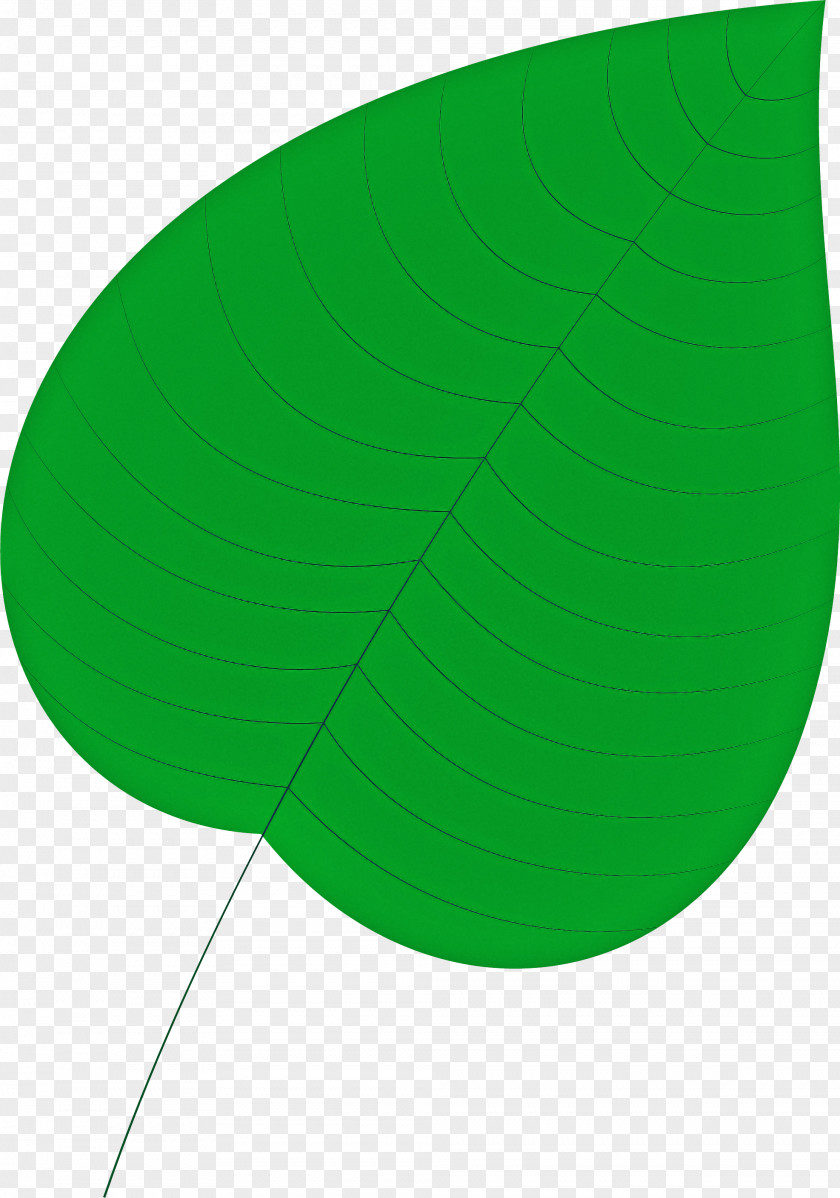Leaf Circle Angle Green Science PNG