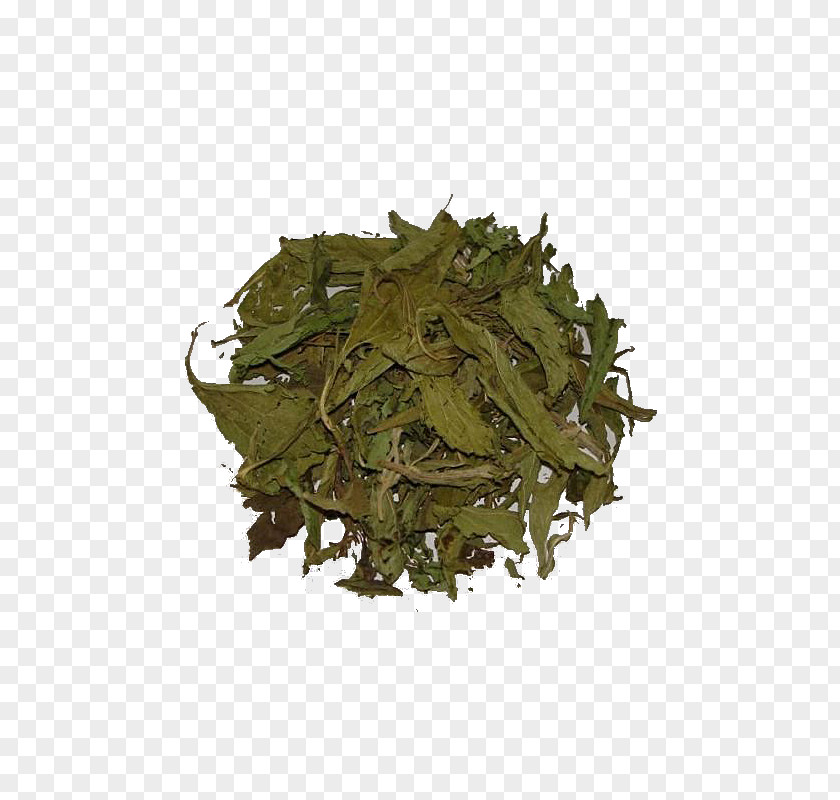 Tea Green Candyleaf Stevia Herb PNG