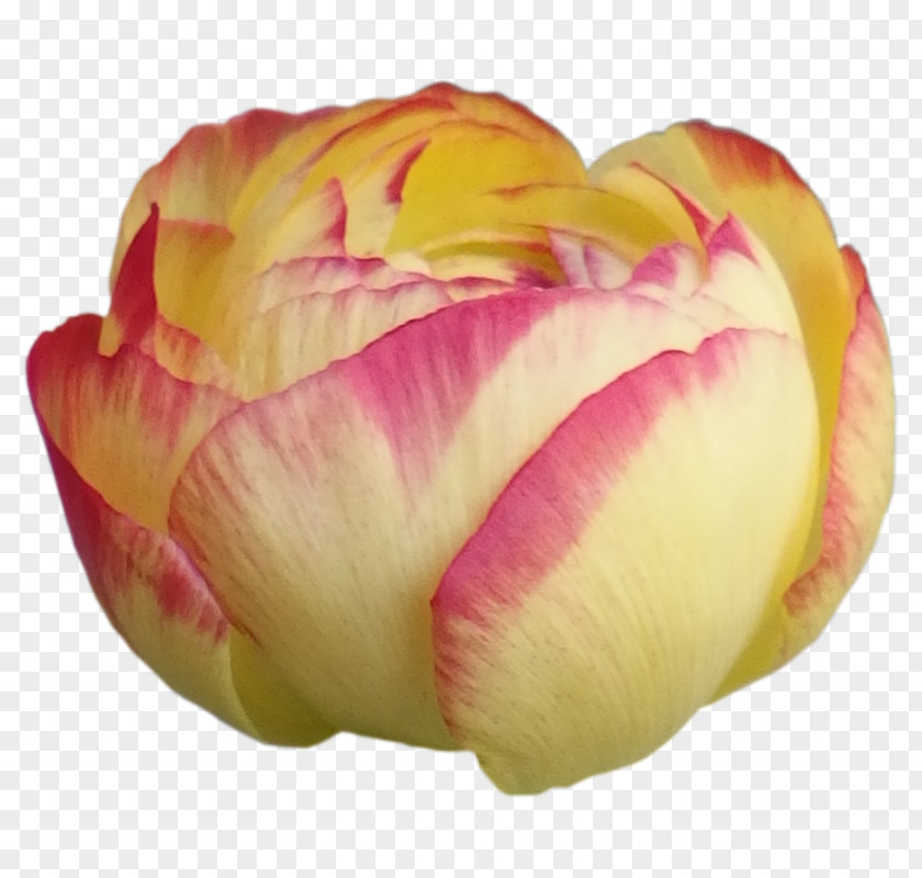 Vektor Cut Flowers Tulip Petal Yellow PNG