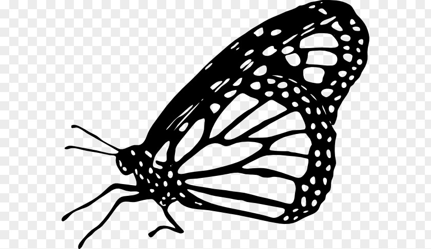 Monarch Butterfly Clipart Drawing Clip Art PNG