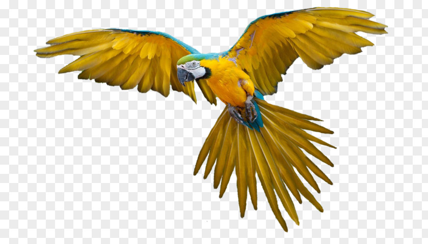 Parrot Bird Flight PNG