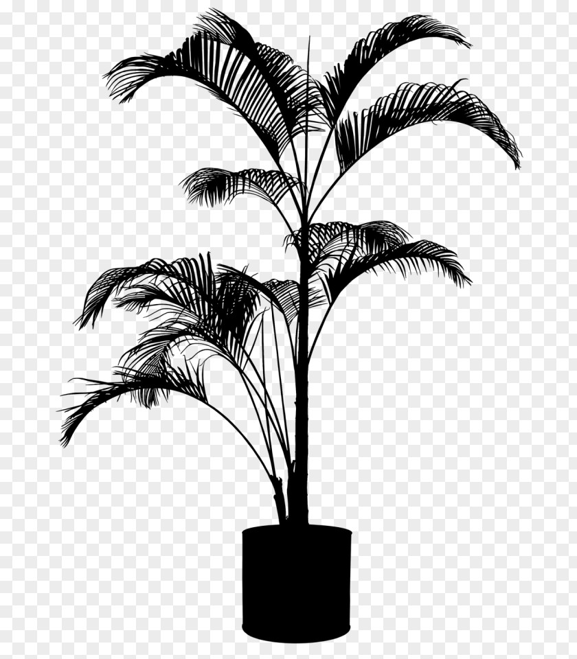 Asian Palmyra Palm Babassu Trees Plants PNG