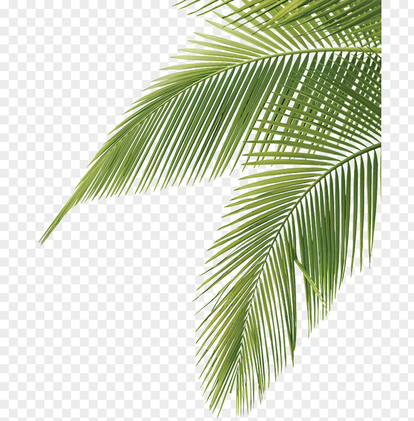 Coconut Leaves Green Arecaceae Leaf Frond Clip Art PNG