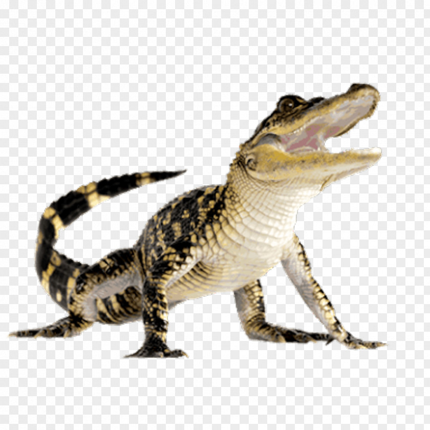 Crocodile Crocodiles American Alligator PNG