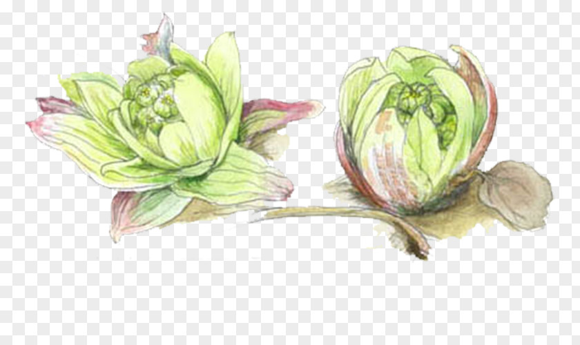 Hand-painted Cabbage Red Drawing Vegetable PNG