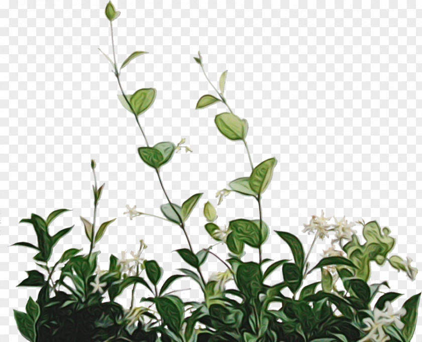 Mock Orange Plant Stem Green Leaf Background PNG