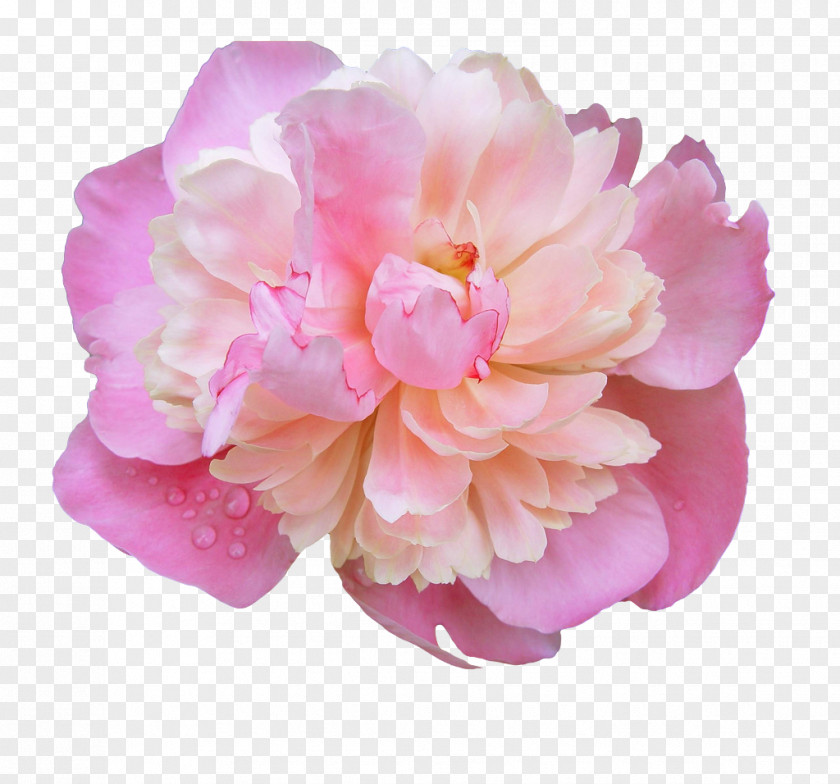 Peonies Pink Flowers Clip Art PNG