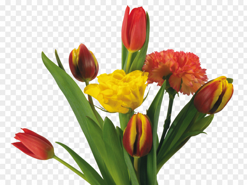 Floral Bouquet Of Tulips Flower Tulip PNG