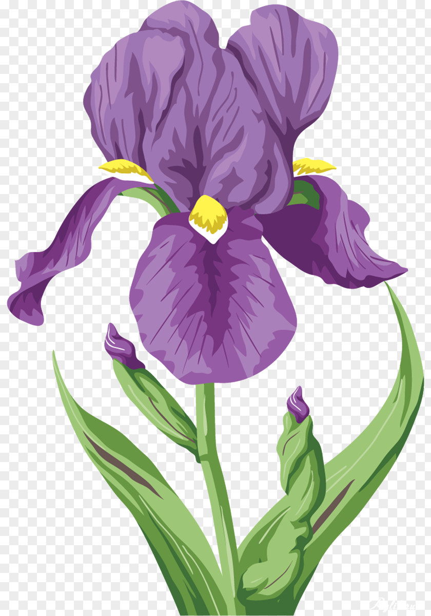 Iris Irises Flower Raster Graphics Clip Art PNG