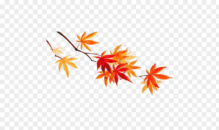 Maple Watercolor Leaf Autumn PNG