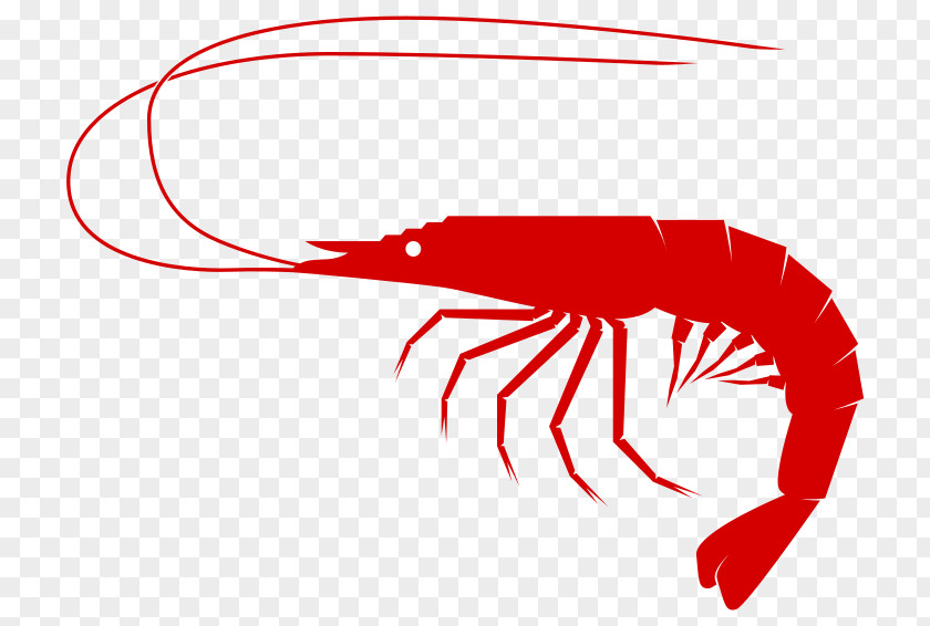 Shrimp Clip Art PNG