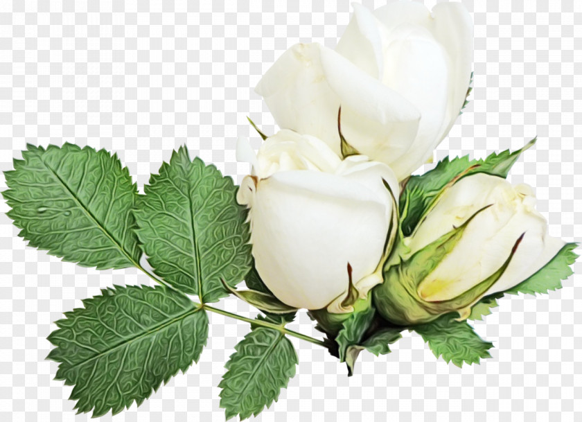 Bud Leaf Rose PNG