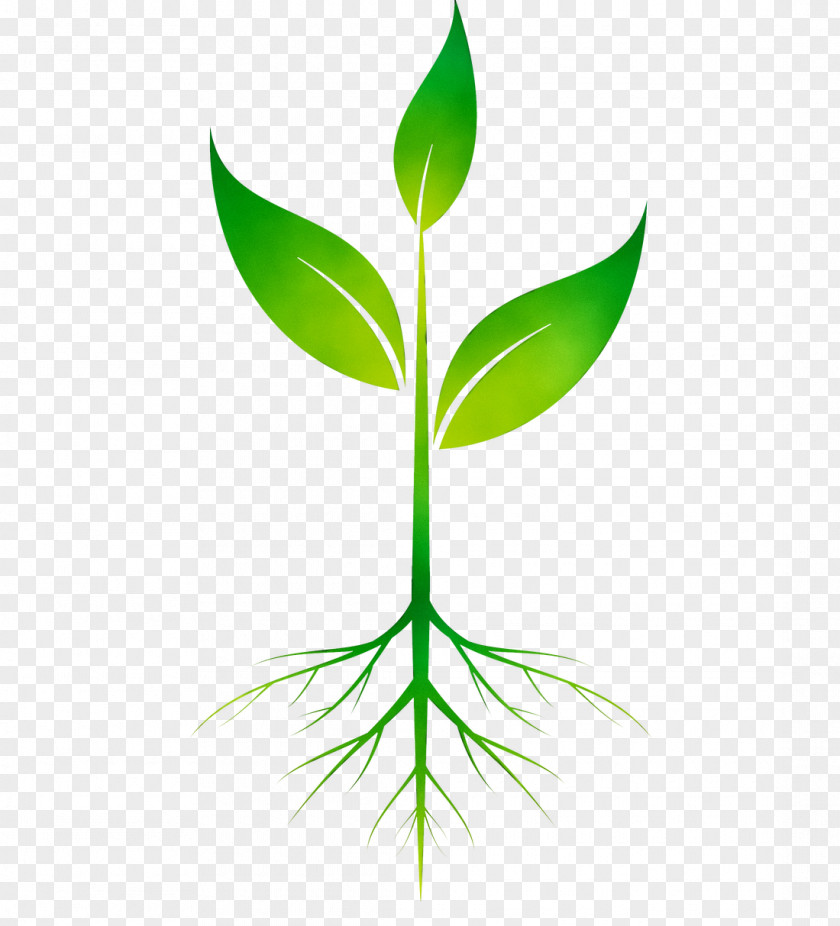 Clip Art Root Vector Graphics Plants PNG